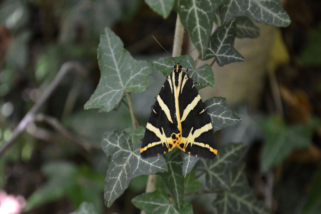 Callimorpha  quadripunctaria